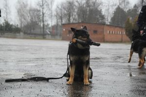 Dni Otwarte Komendy Wojewódzkiej Policji w Kielcach z udziałem staszowskich uczniów