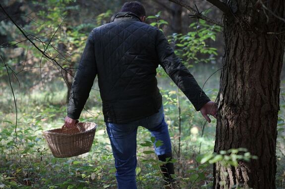 Grzybobranie z rozwagą. Apelujemy o ostrożność – film